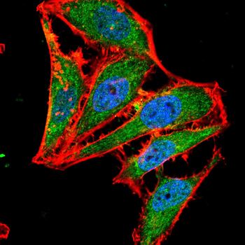 LEP Antibody