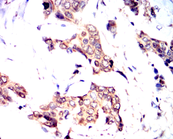LEP Antibody