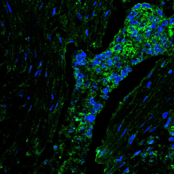 LEP Antibody