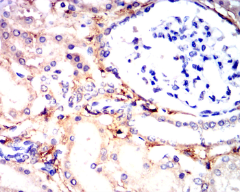 LEP Antibody