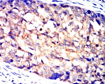 LEP Antibody