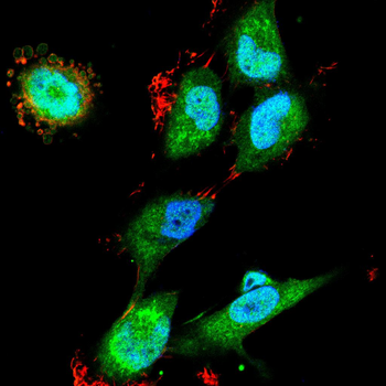 SIRT1 Antibody