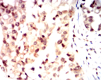 SIRT1 Antibody