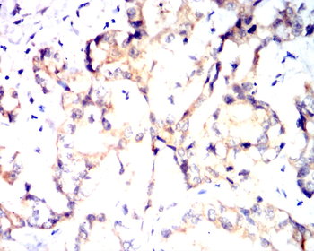 SIRT1 Antibody