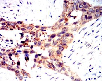 SIRT1 Antibody