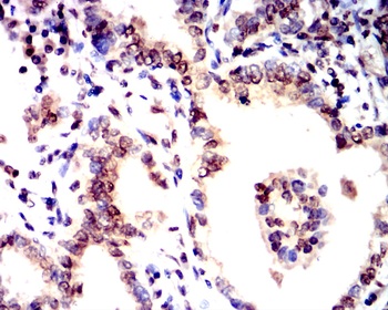 SIRT1 Antibody