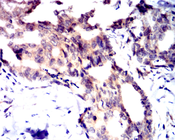 POU5F1 Antibody