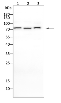 ATF6 Antibody