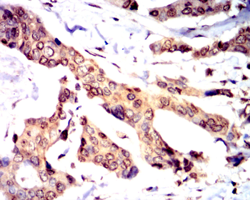 ATF6 Antibody