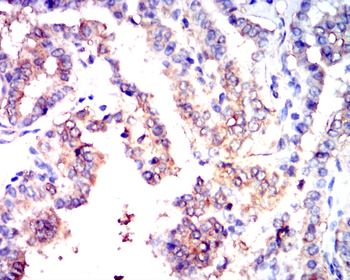 ERG Antibody