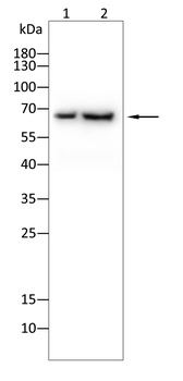 IFNAR1 Antibody