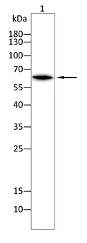IFNAR1 Antibody