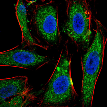 TSPO Antibody