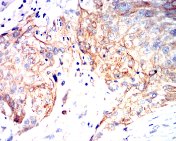 COL6A1 Antibody