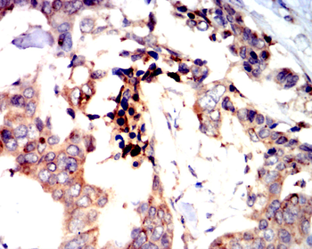 CD63 Antibody