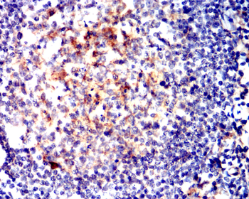 CD63 Antibody