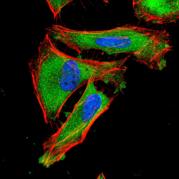 VCAM1 Antibody