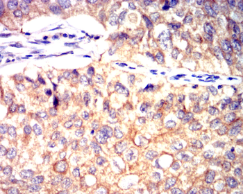 VCAM1 Antibody
