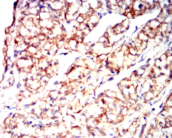 VCAM1 Antibody