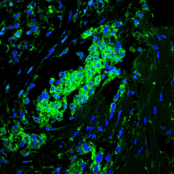 IRF3 Antibody