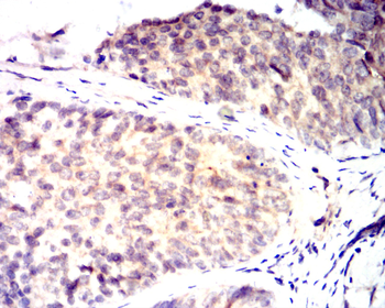 IRF3 Antibody