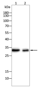 CALB2 Antibody