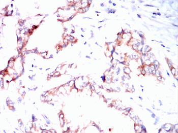 MUC1 Antibody