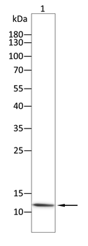 H4C1 Antibody