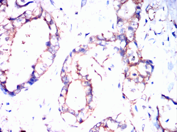 CDC42 Antibody