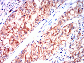 CDC42 Antibody