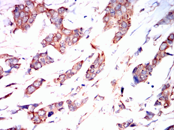 CD38 Antibody