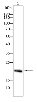 IFNG Antibody