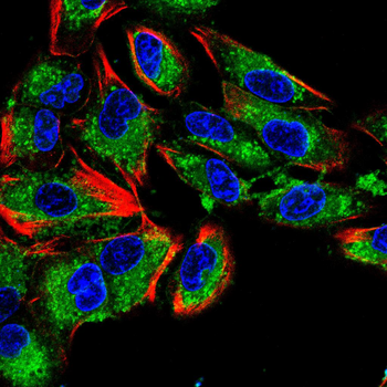 ANXA5 Antibody