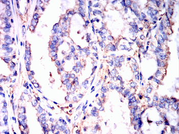 ANXA5 Antibody