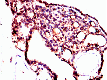 ANXA5 Antibody