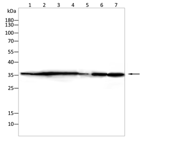 ANXA5 Antibody