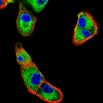FGF21 Antibody