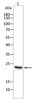 FGF21 Antibody