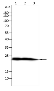 FGF21 Antibody