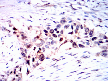 TRAF2 Antibody