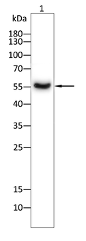 TRAF2 Antibody