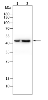 FBXO32 Antibody