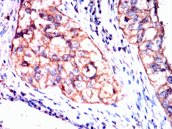 PRKAA1 Antibody