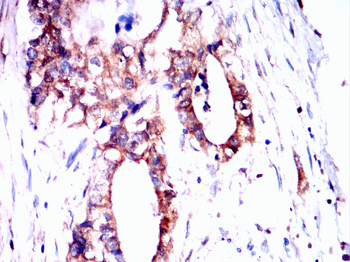 PRKAA1 Antibody