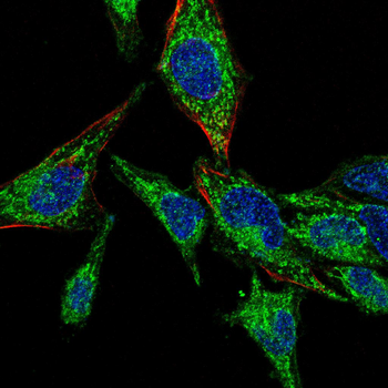 CGB3 Antibody
