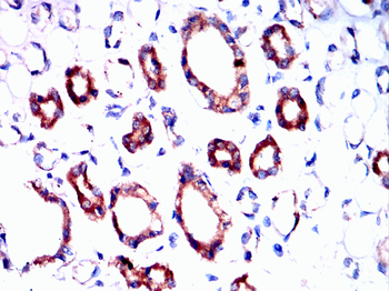 ITGAV Antibody