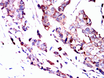IFITM3 Antibody