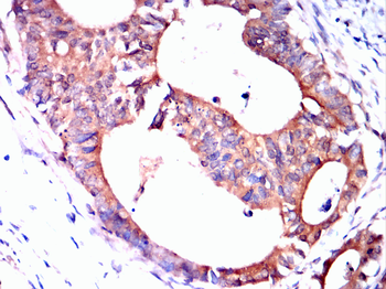 CXCR3 Antibody