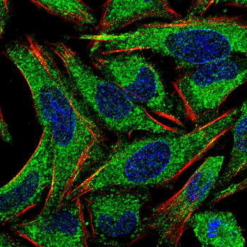 MAPK1 Antibody