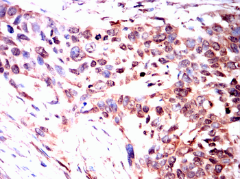 MAPK1 Antibody
